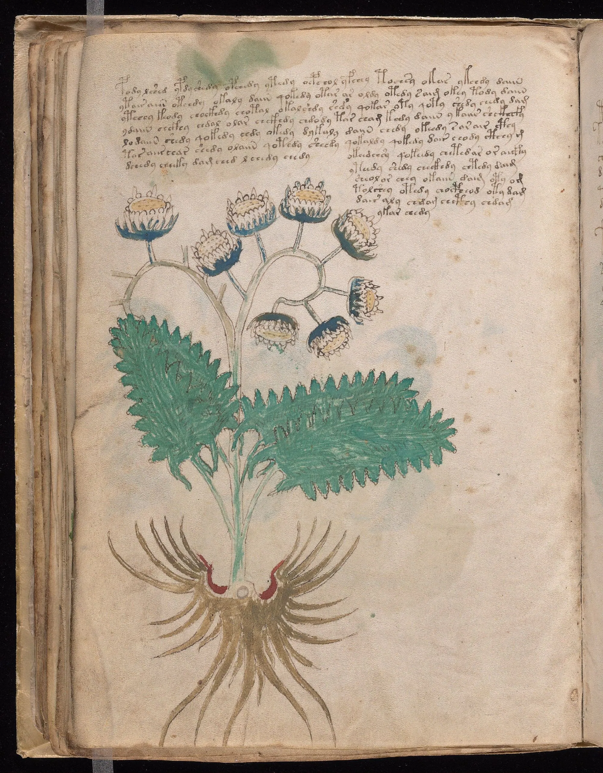 Folio 46v