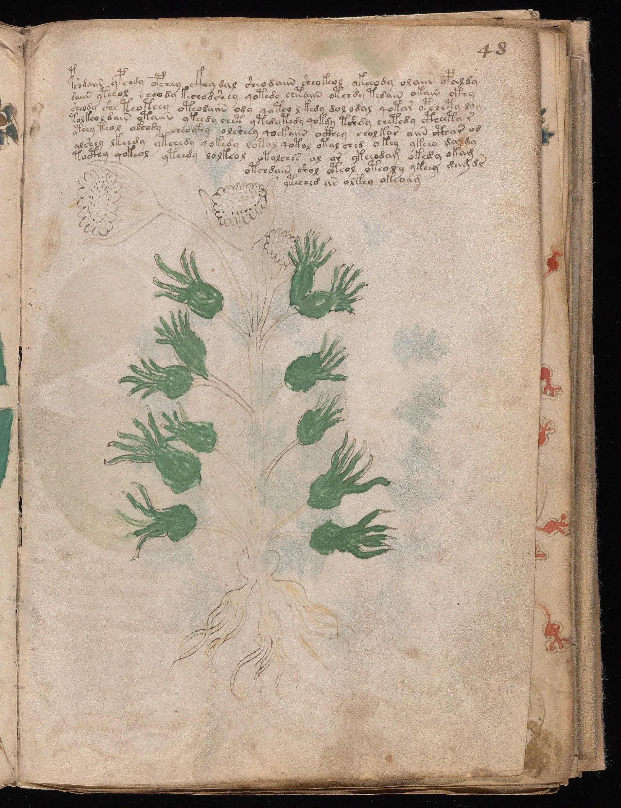 Folio 48r