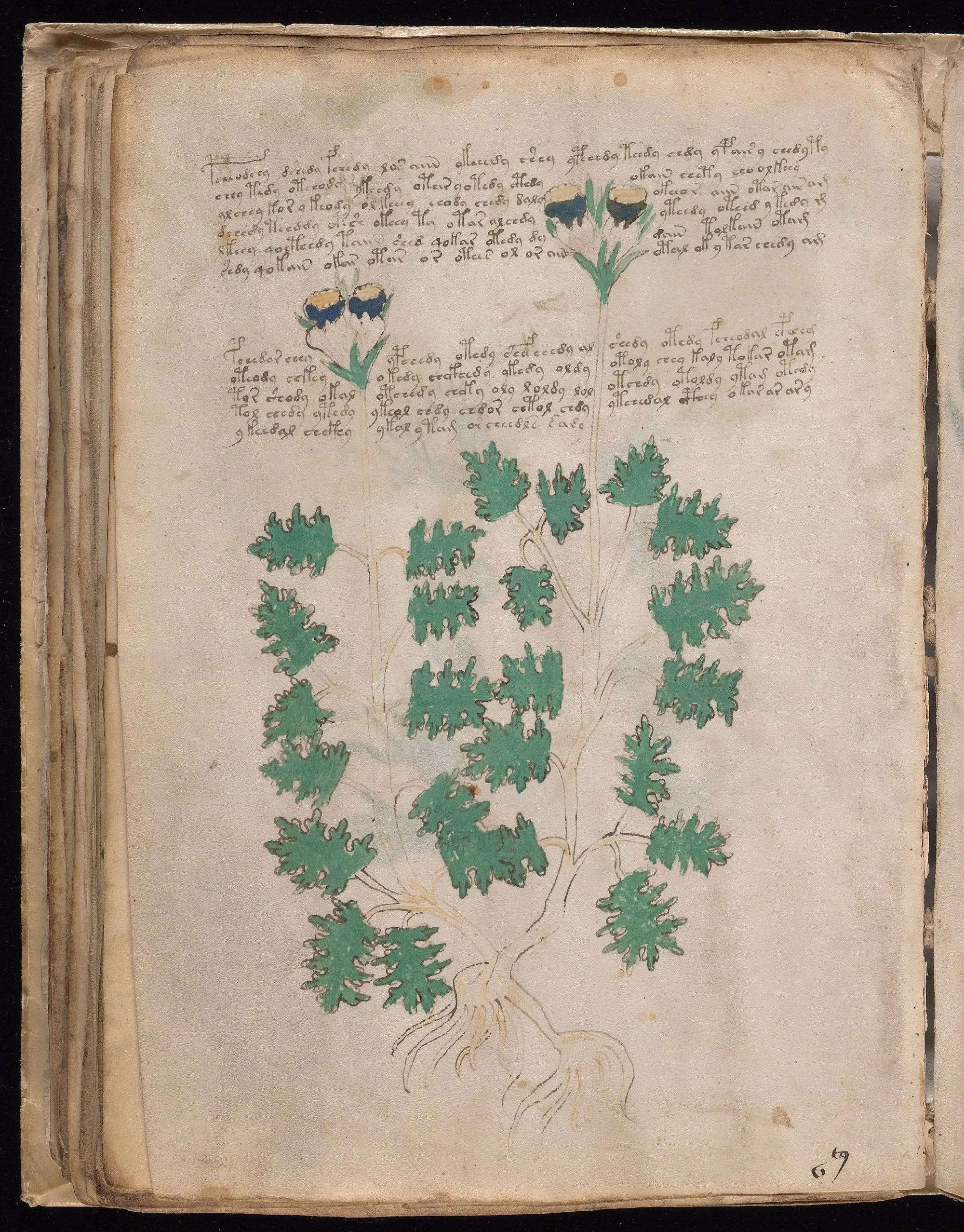Folio 48v