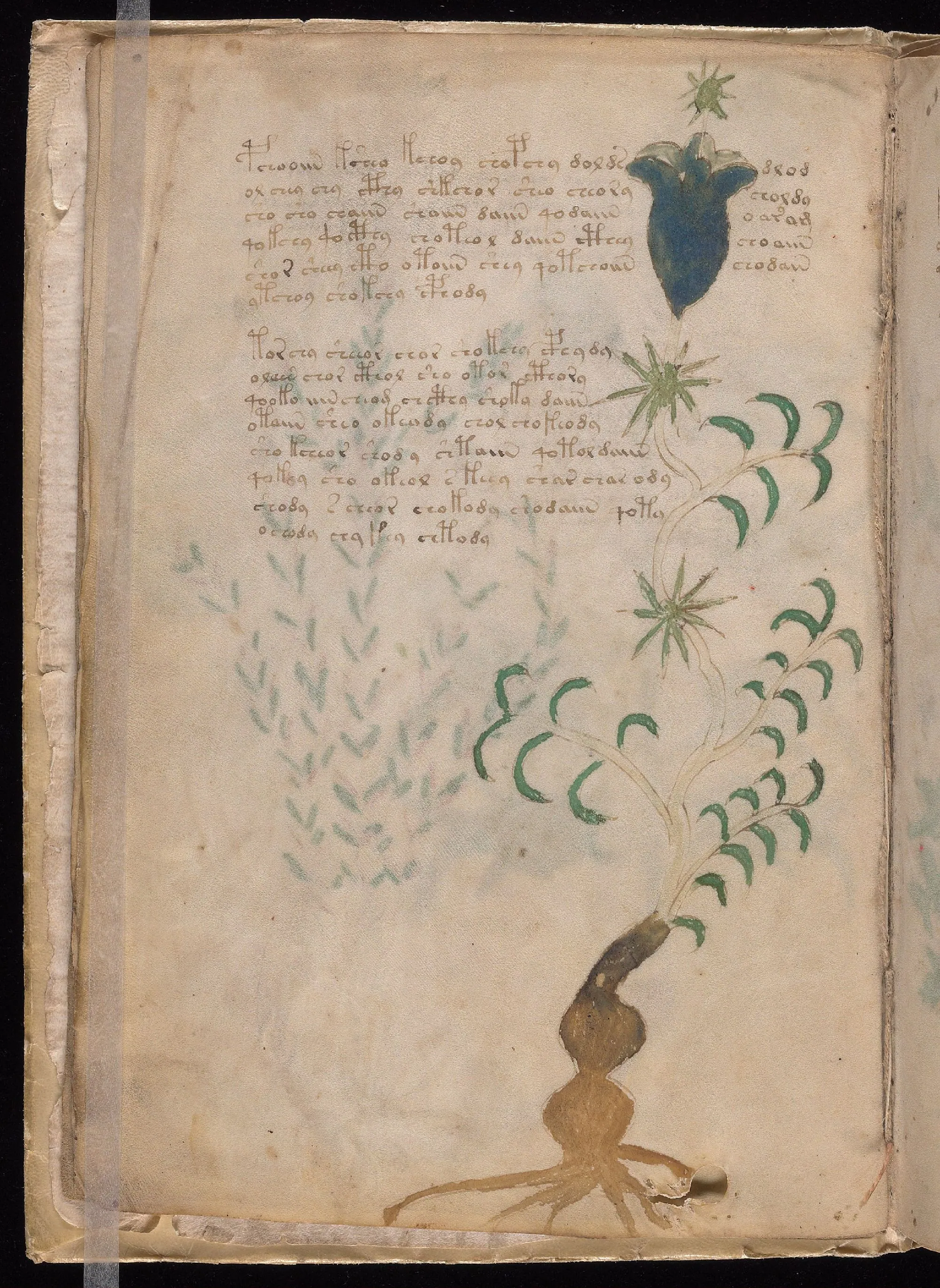 Folio 4v