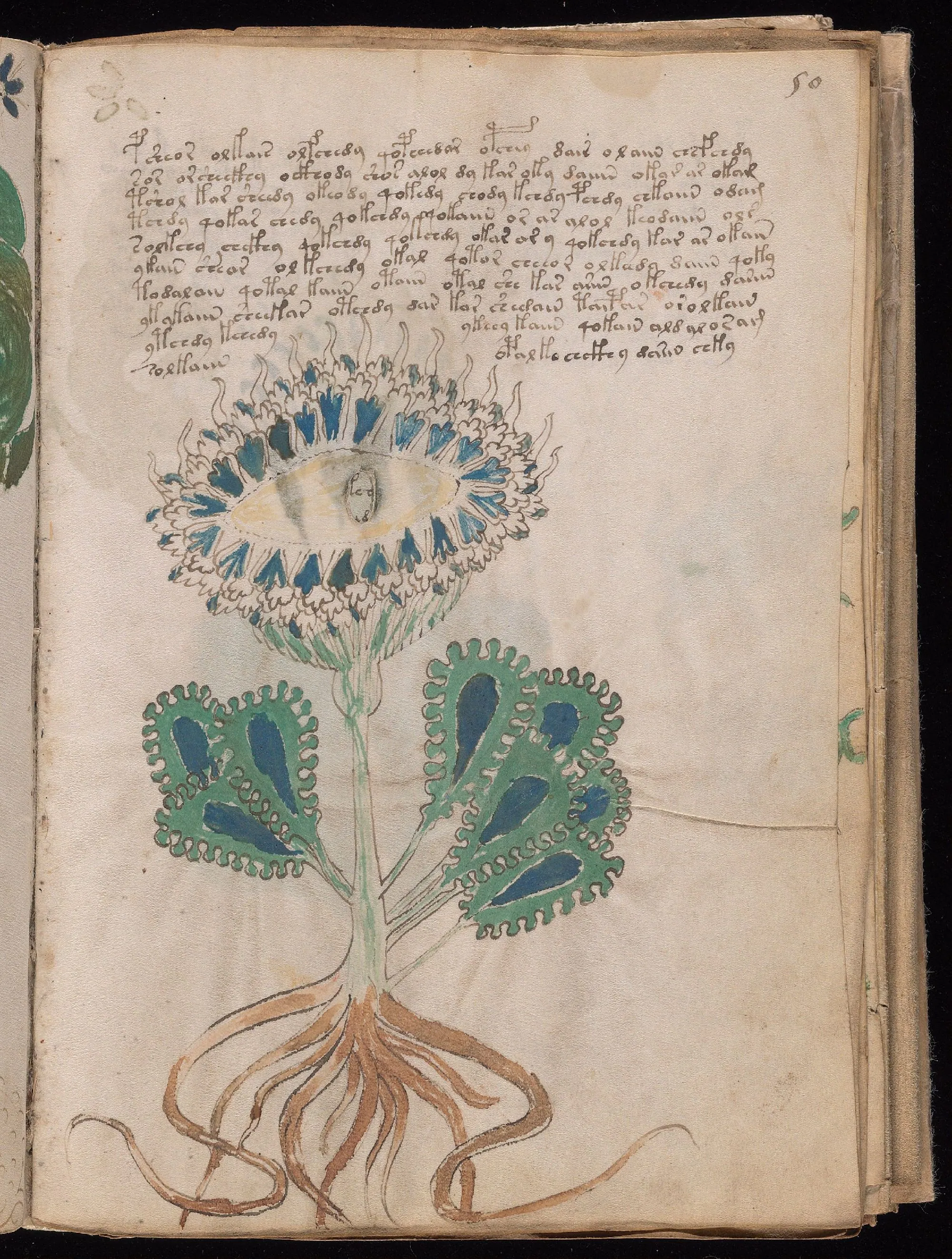Folio 50r