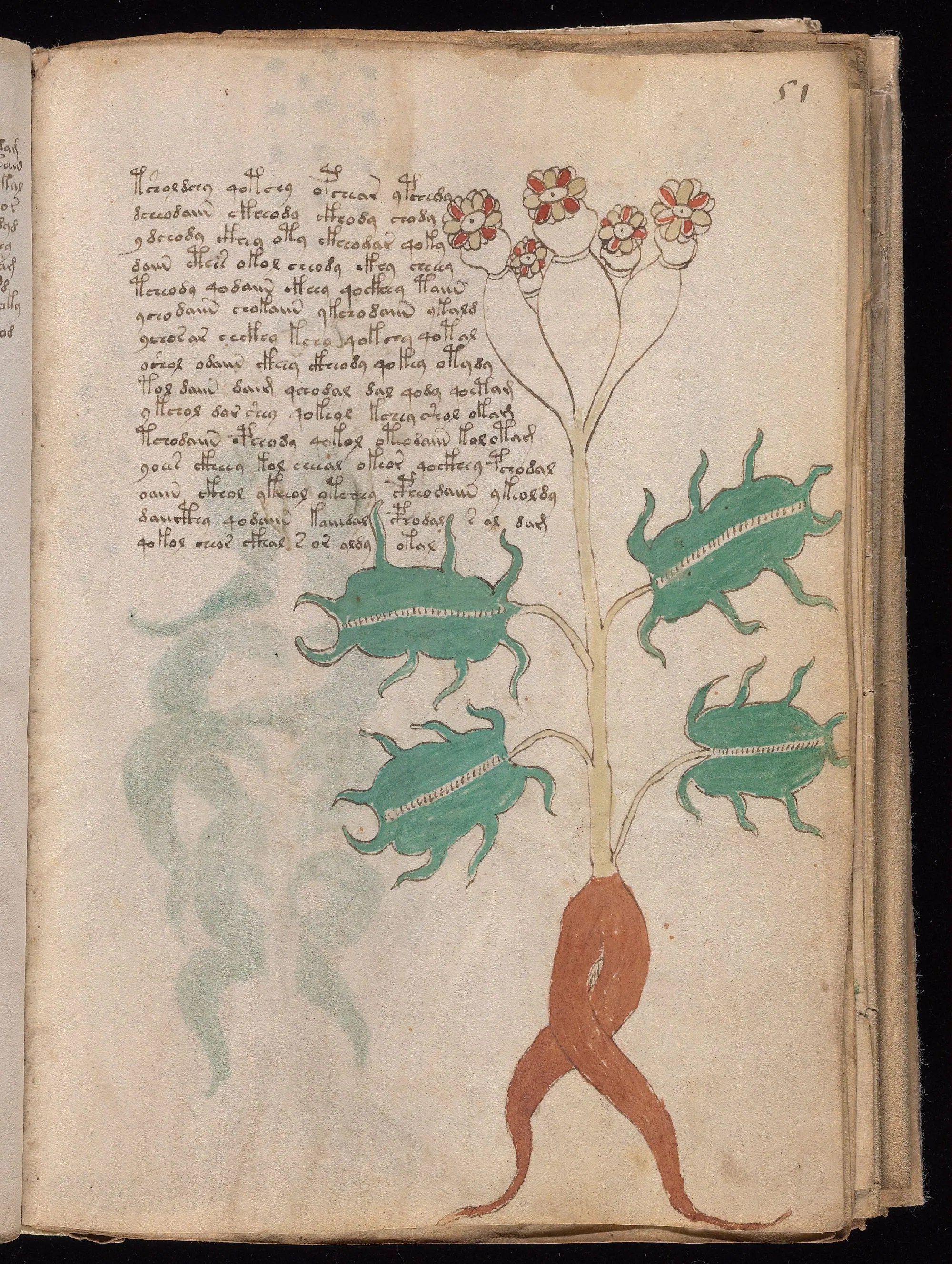 Folio 51r