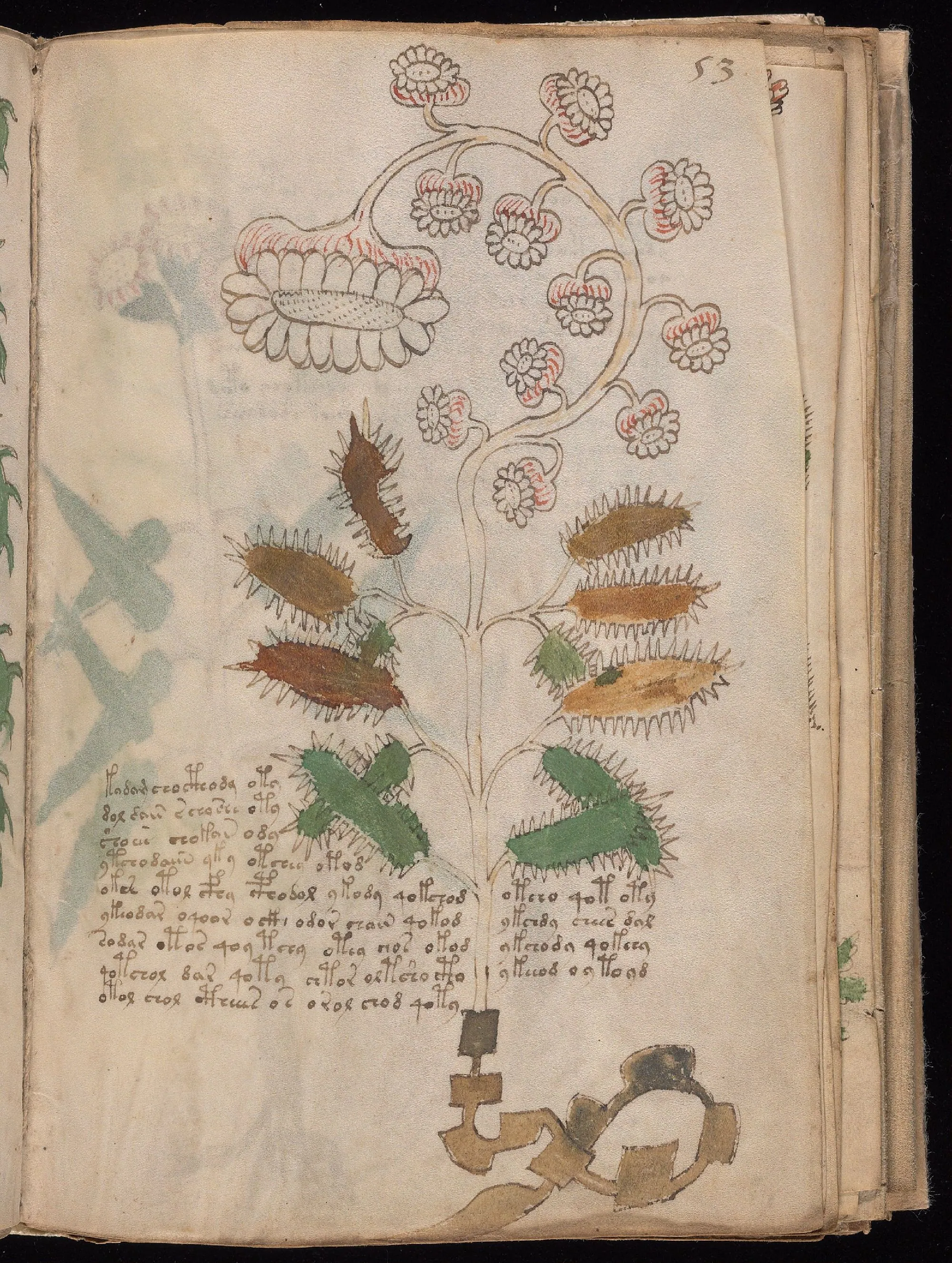 Folio 53r