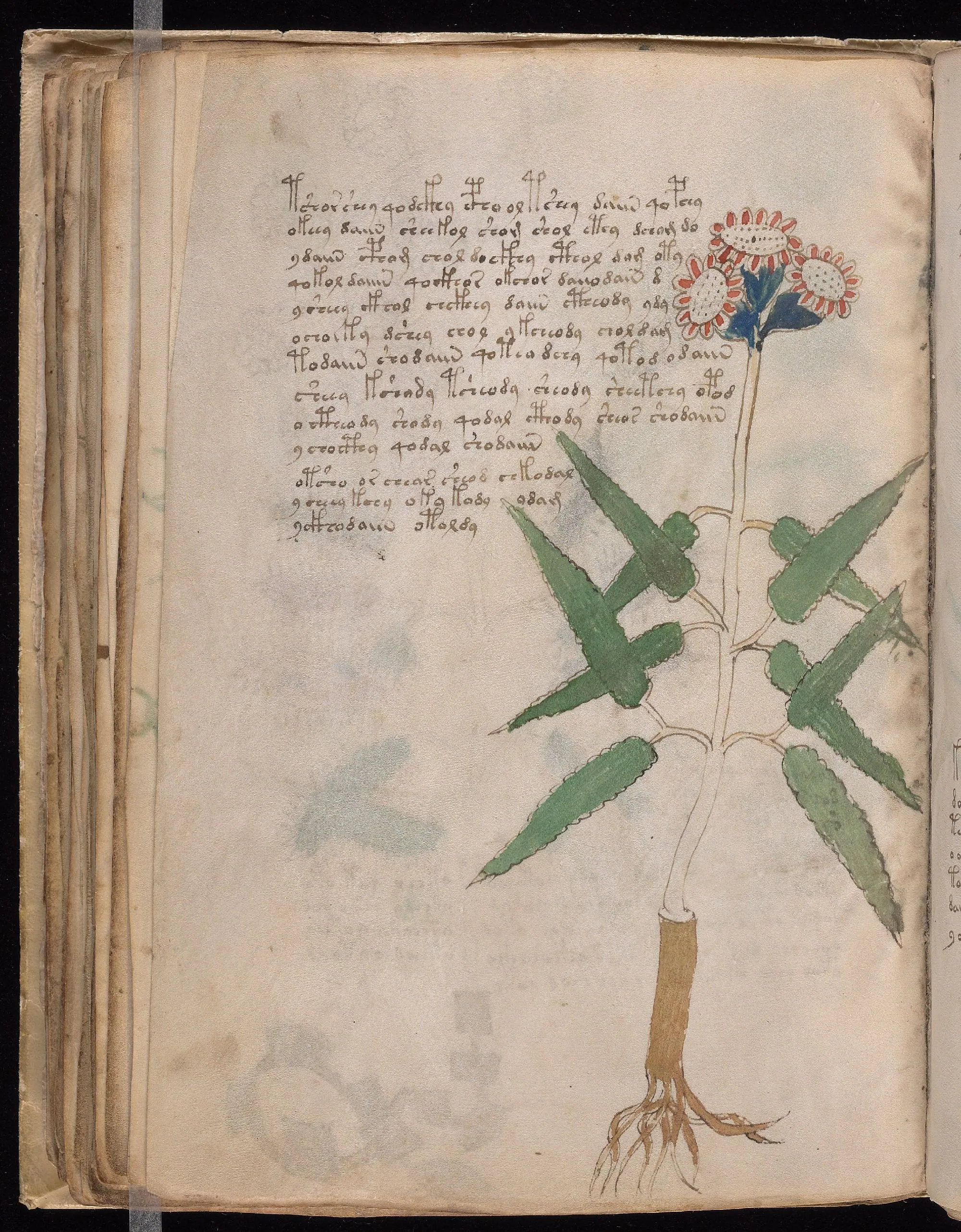 Folio 53v