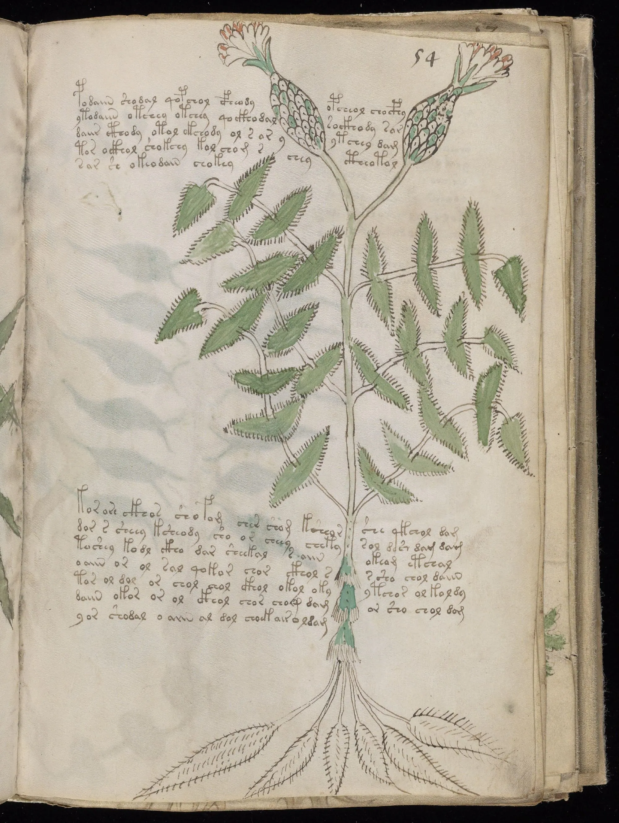 Folio 54r
