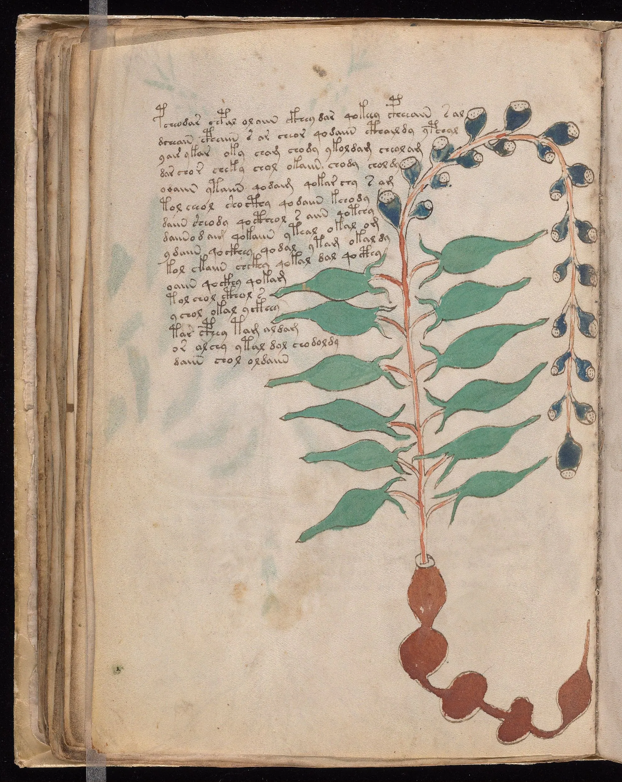 Folio 54v