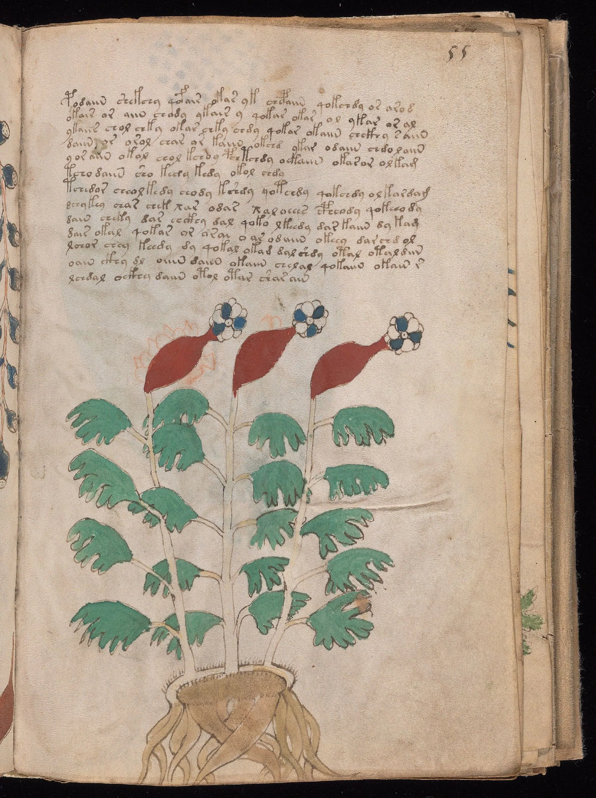 Folio 55r