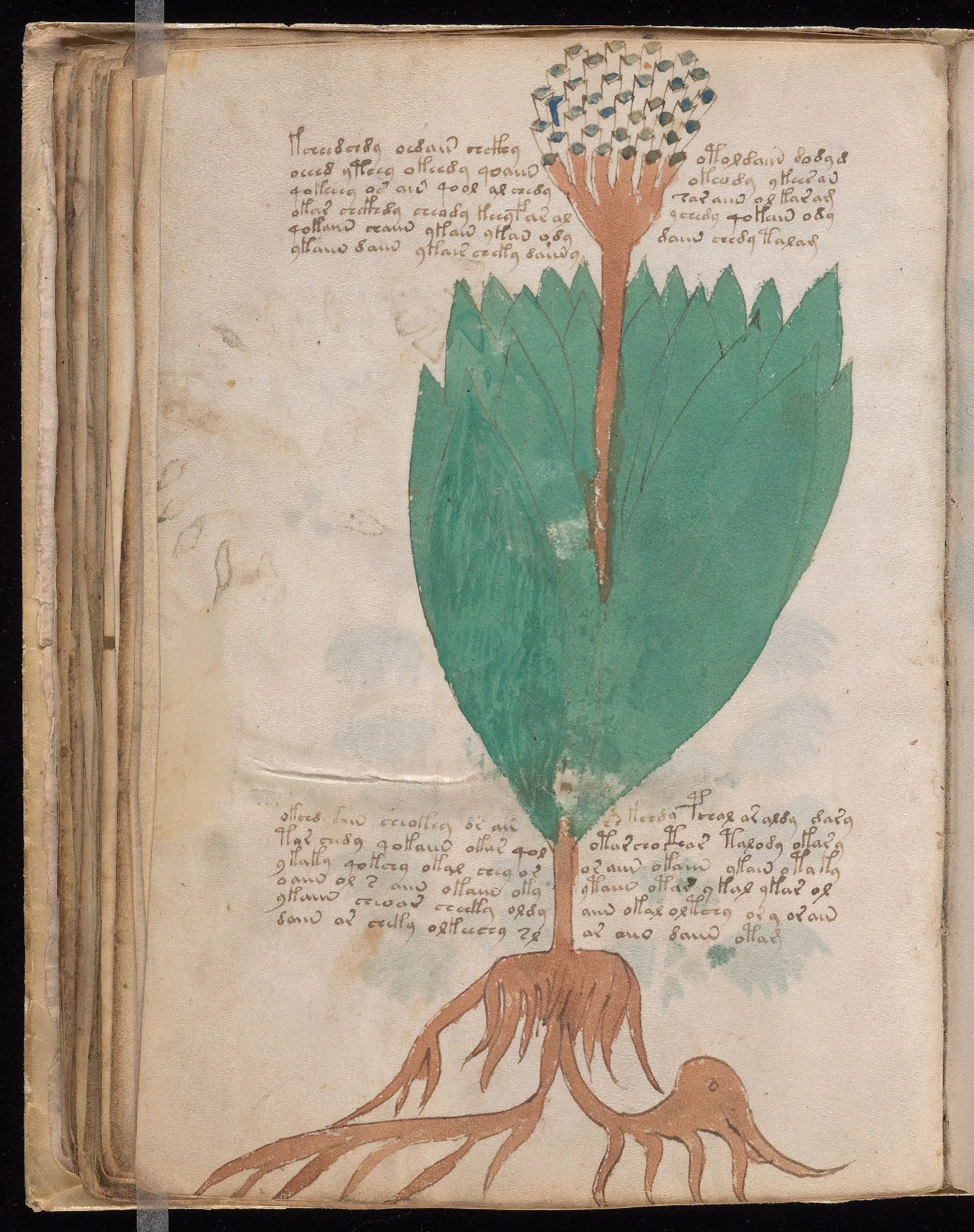 Folio 55v