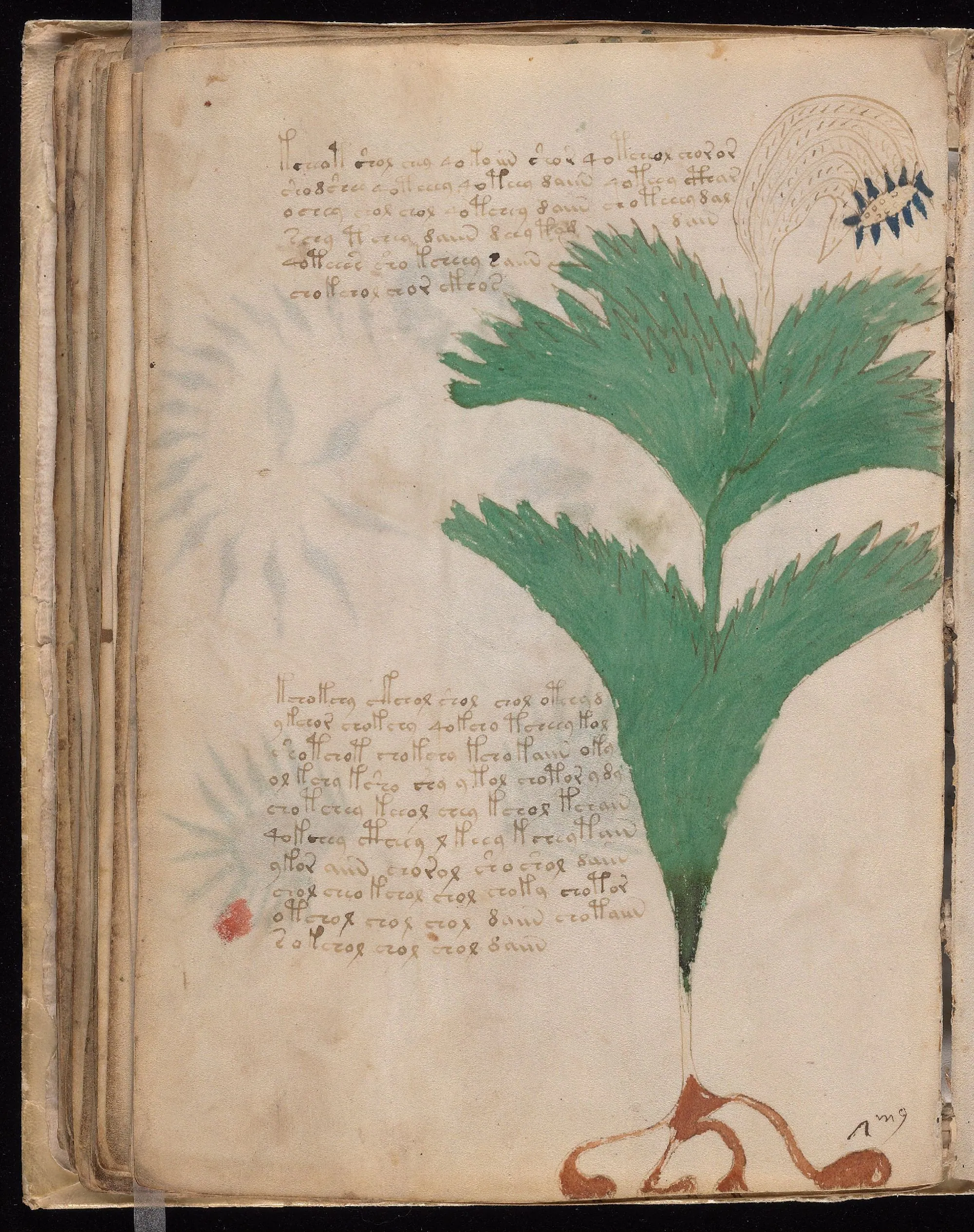 Folio 56v