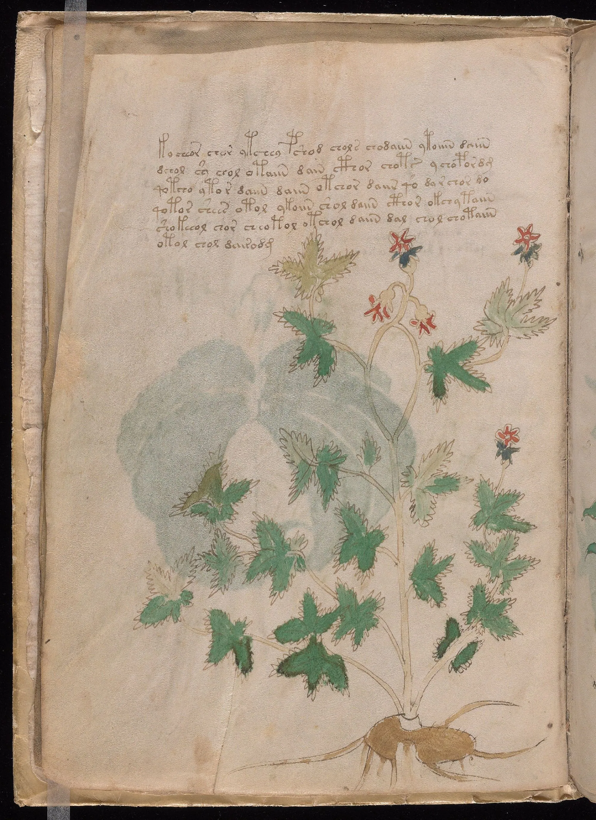 Folio 5v