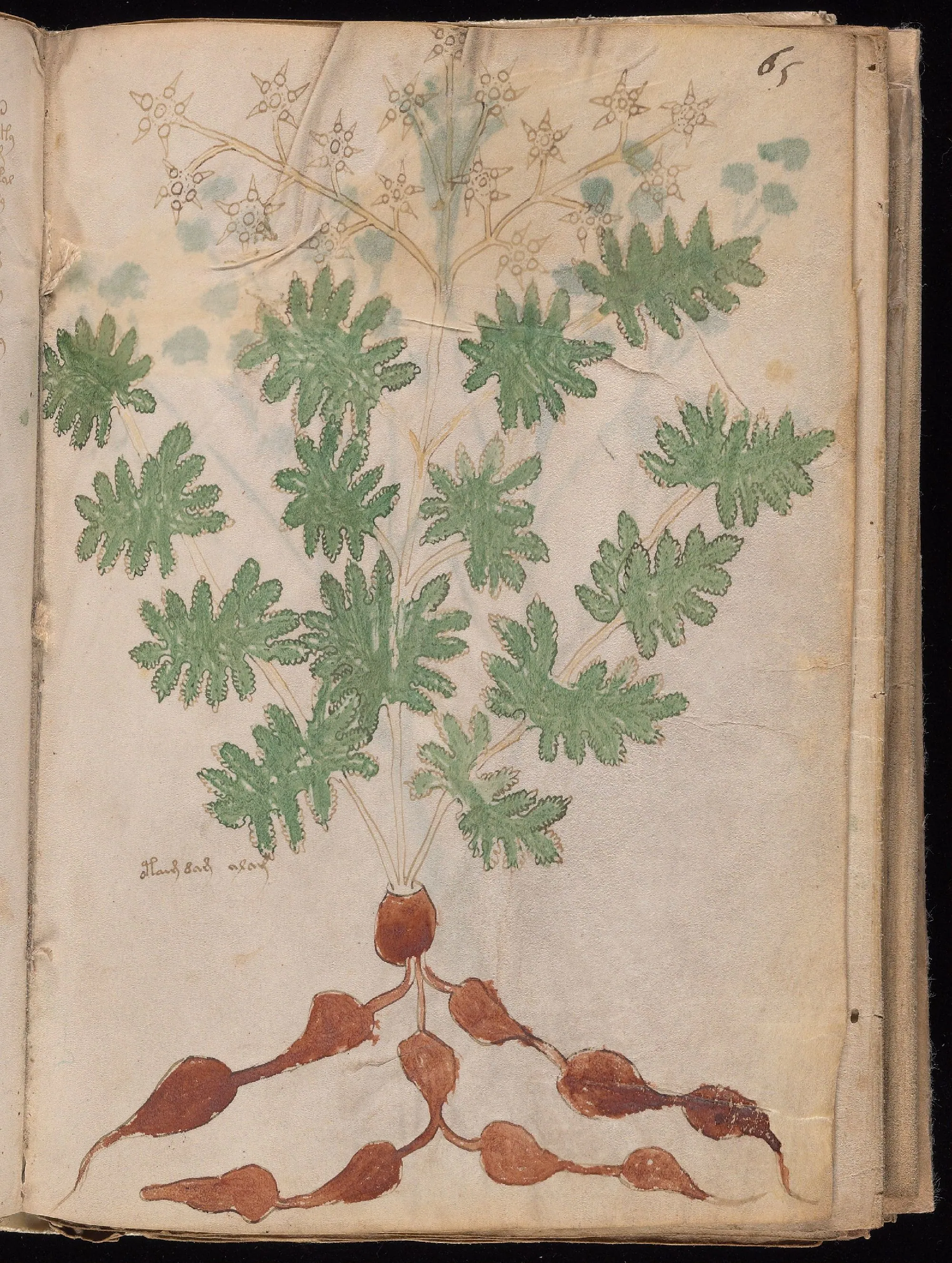 Folio 65r