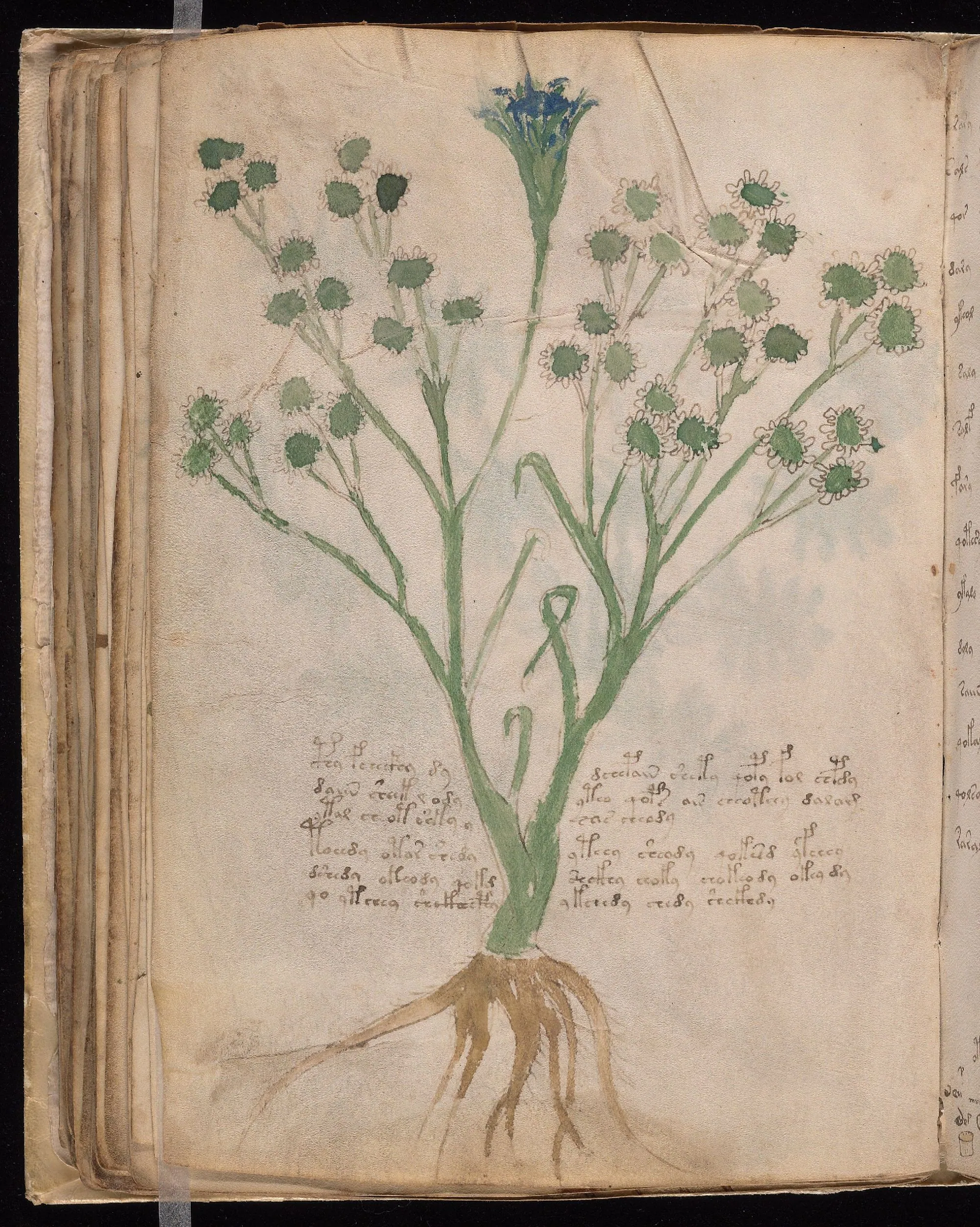 Folio 65v