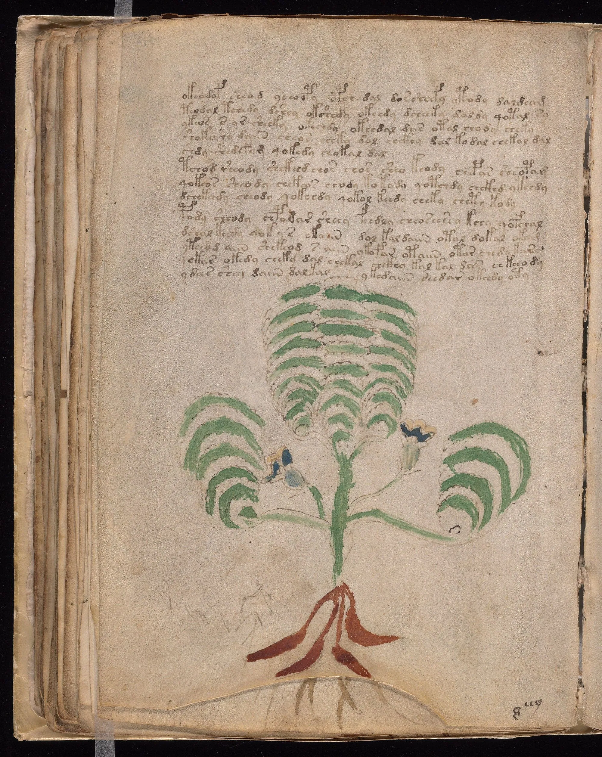 Folio 66v