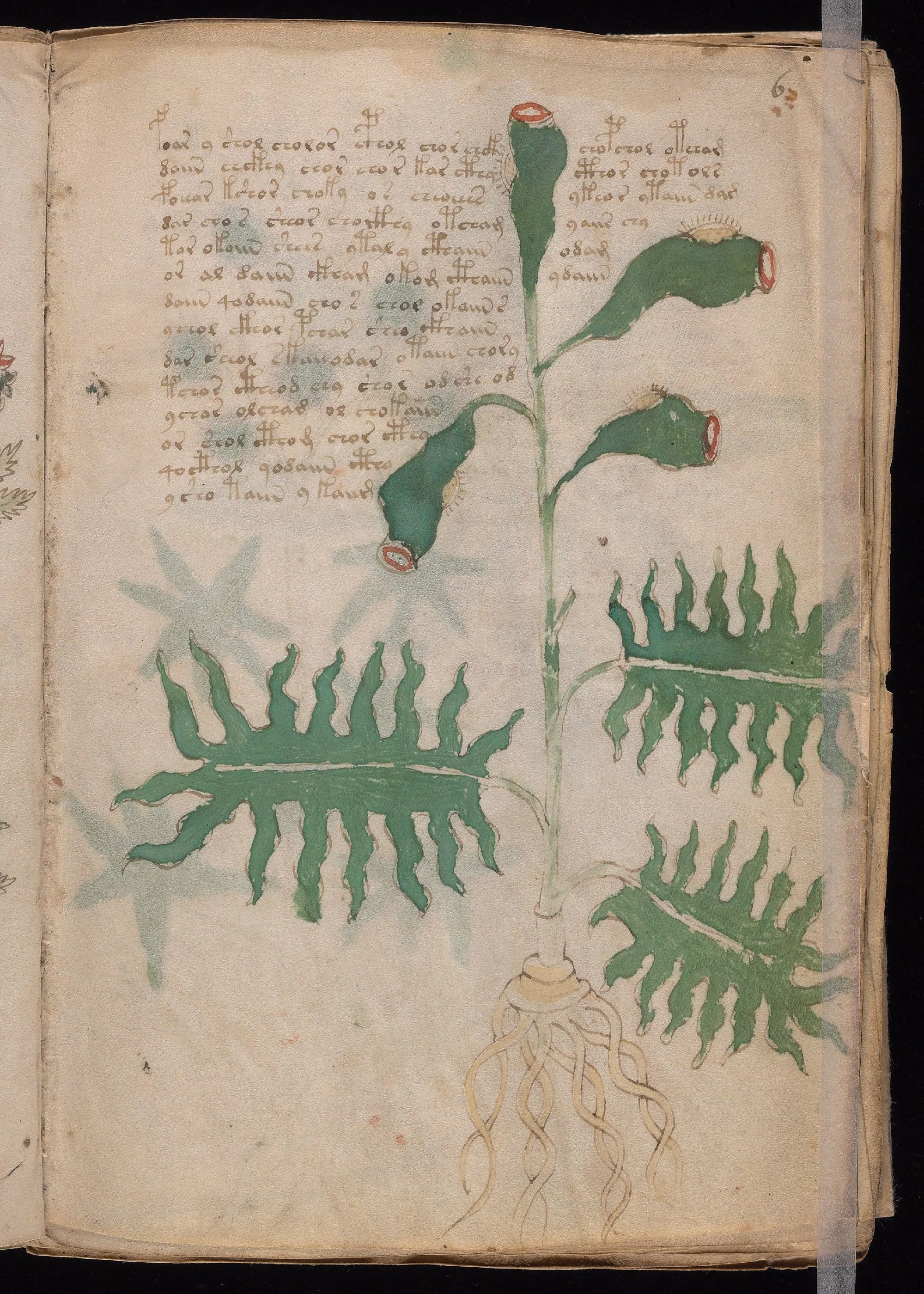 Folio 6r
