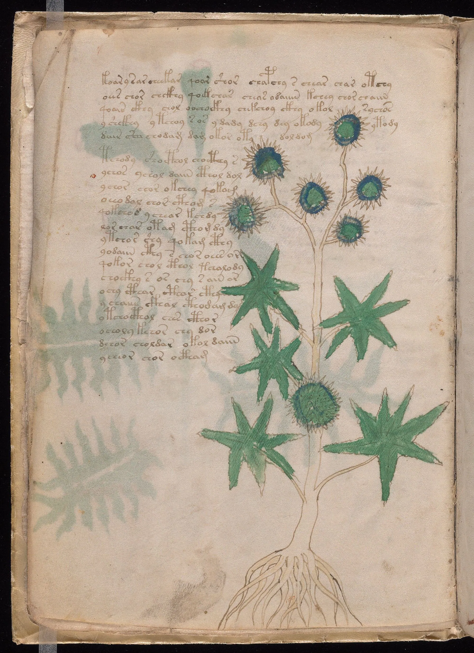 Folio 6v