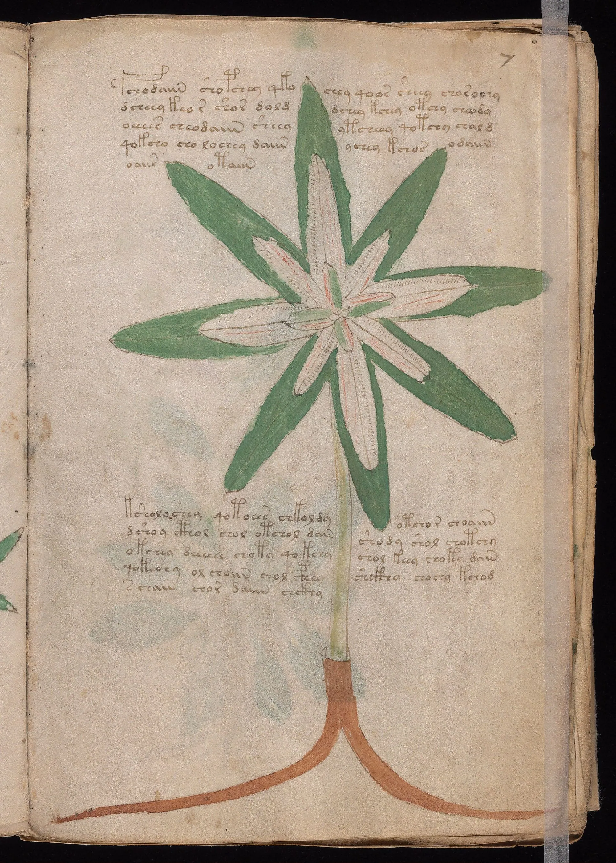 Folio 7r
