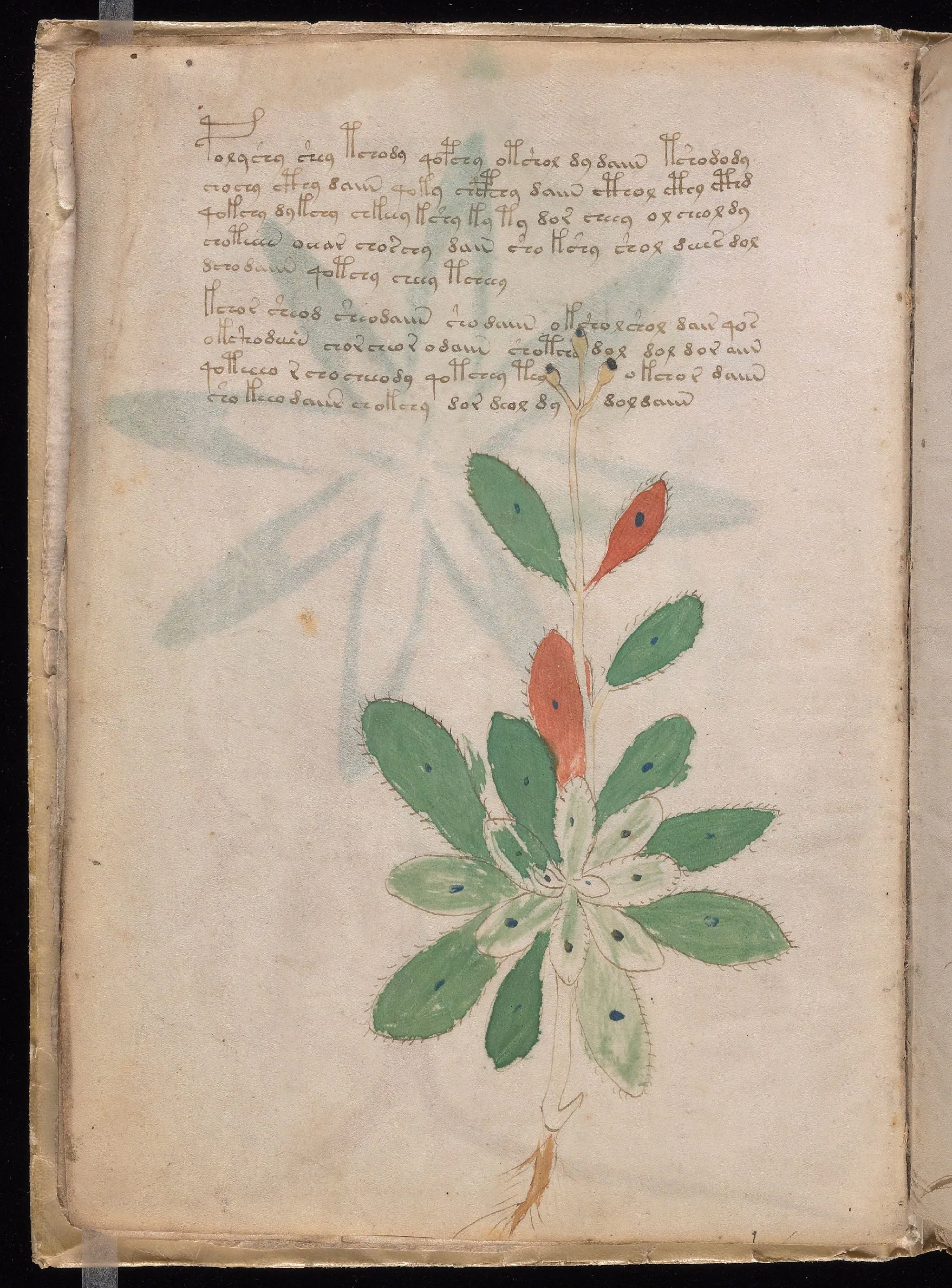 Folio 7v