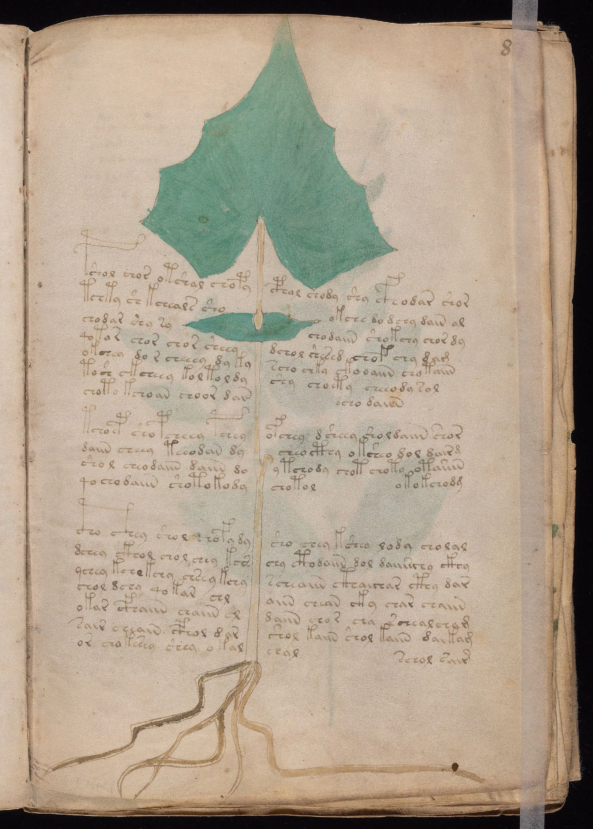 Folio 8r
