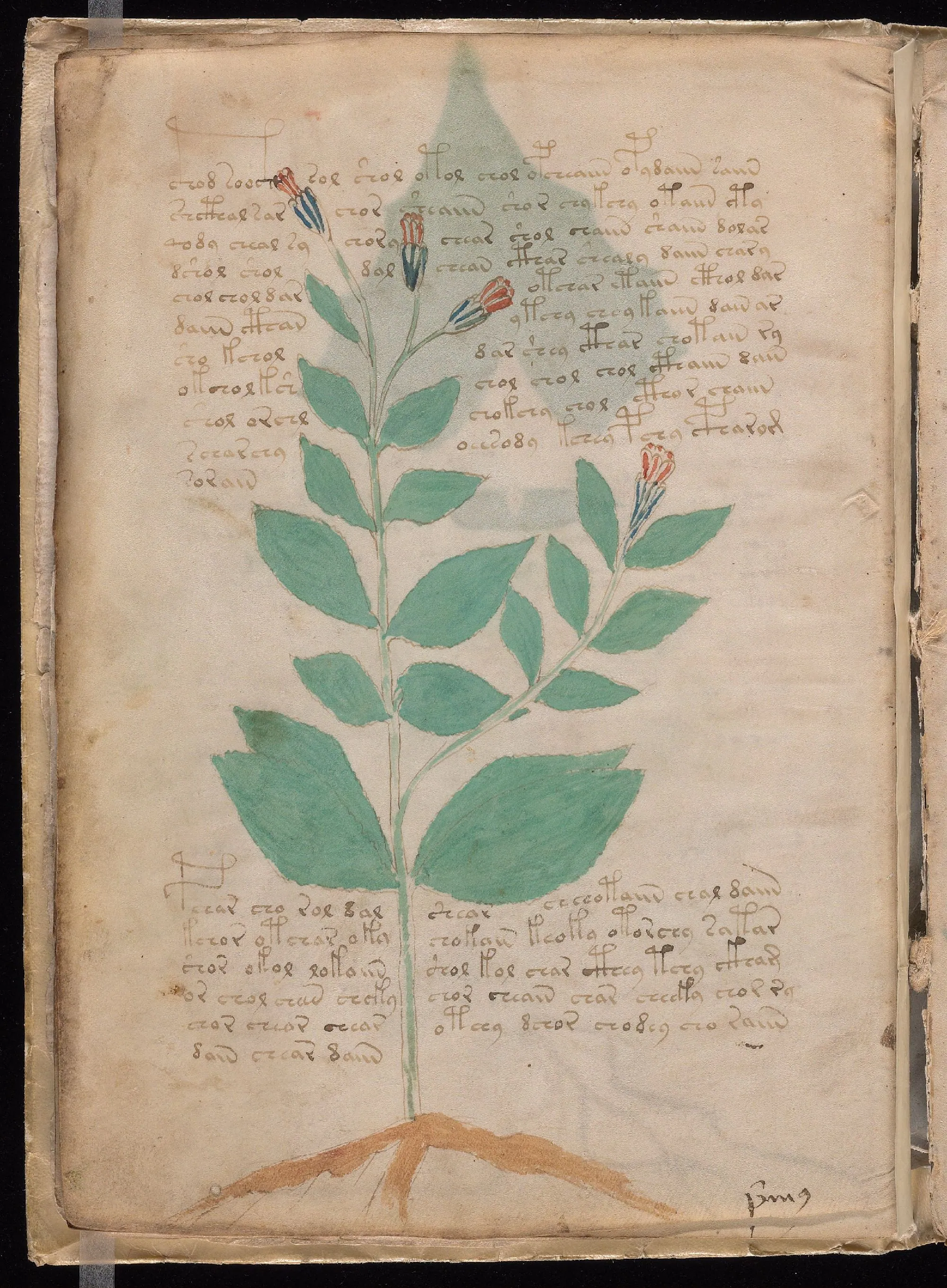 Folio 8v