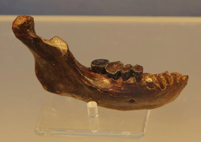 Penghu 1 mandible