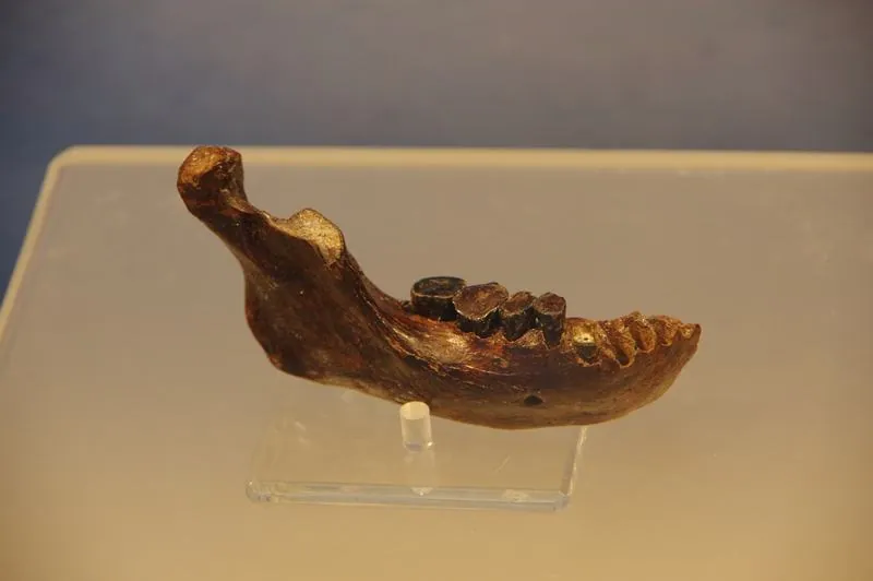 Penghu 1 mandible: photograph