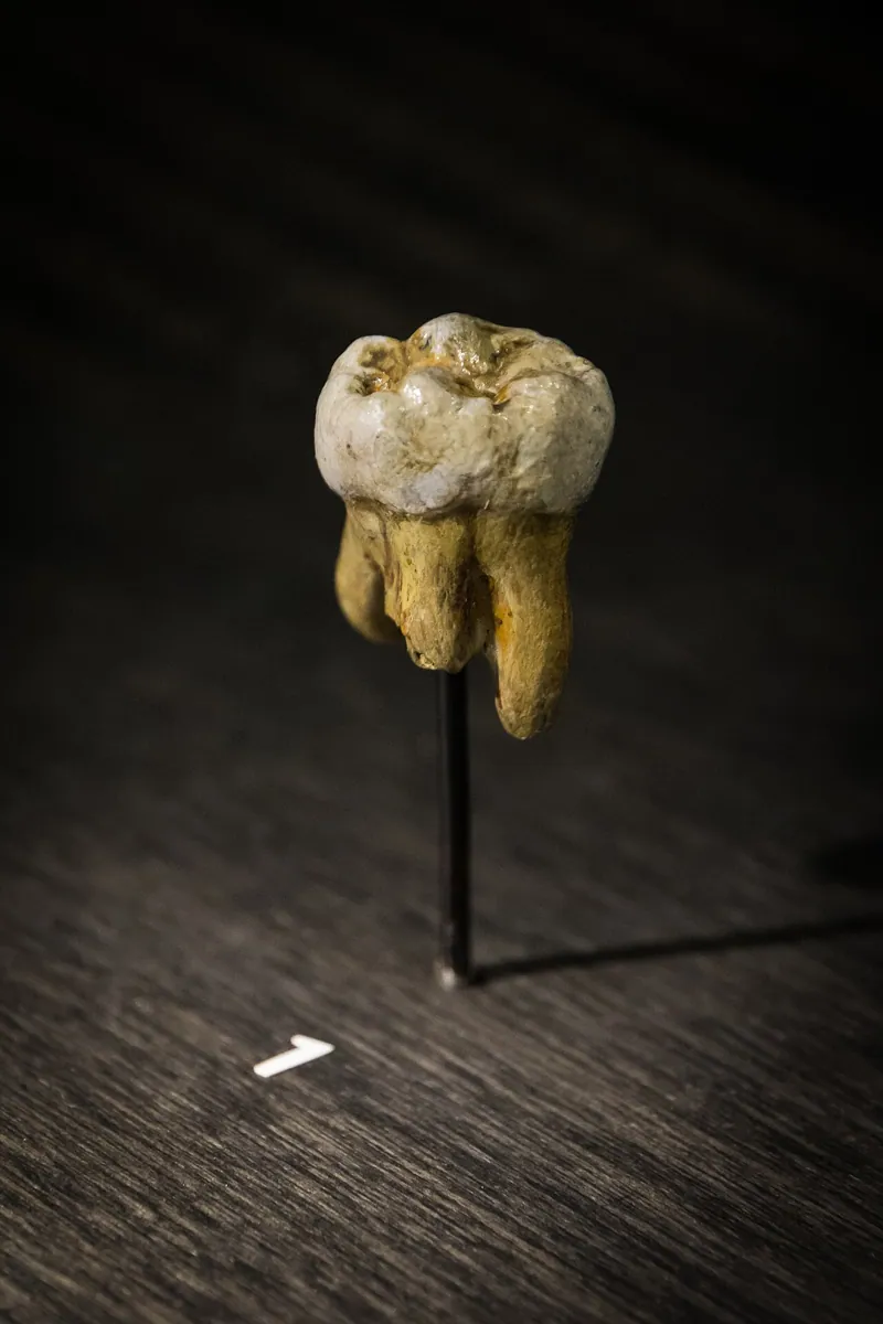 Replica of a Denisovan molar, originally found in Denisova Cave in 2000, at the Museum of Natural Sciences in Brussels, Belgium.
