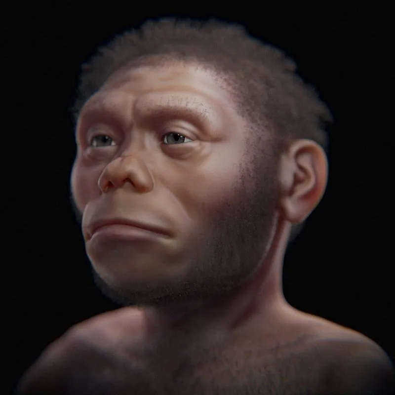 LB1, type specimen of Homo floresiensis: photograph