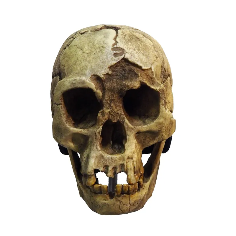 A Homo floresiensis' skull