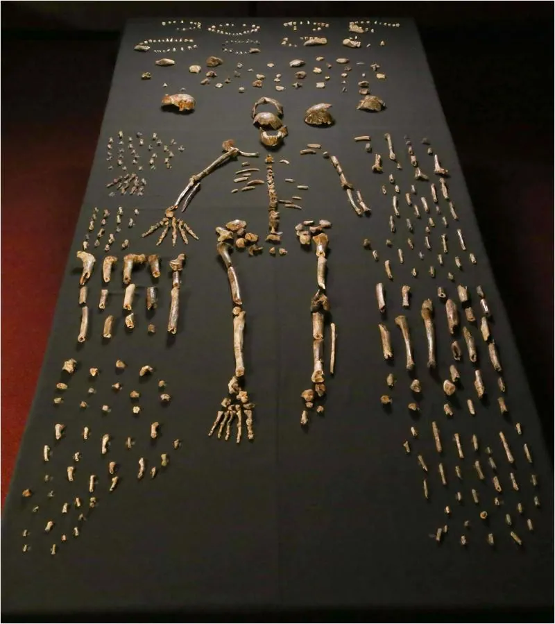 DH1, holotype cranium of Homo naledi