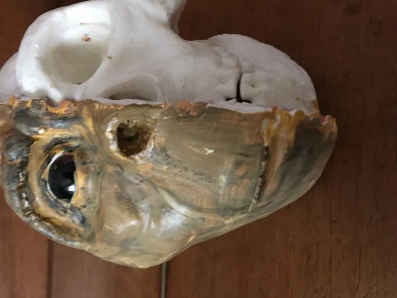 DH1, holotype cranium of Homo naledi: photograph