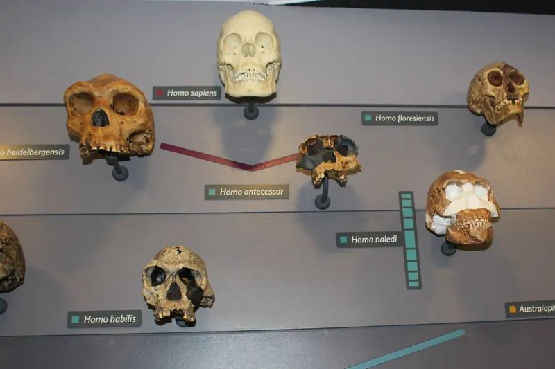 DH1, holotype cranium of Homo naledi: photograph