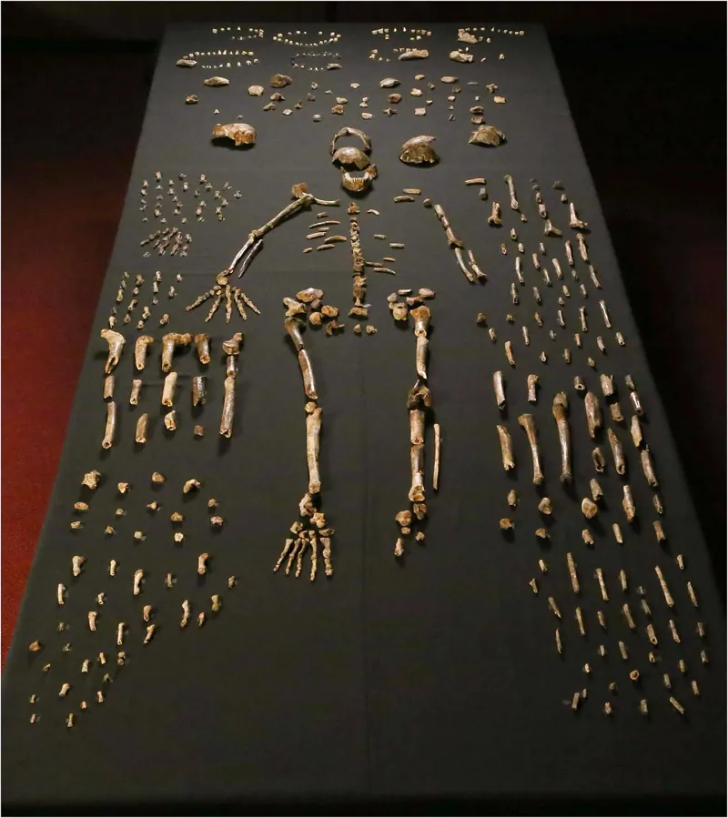 Dinaledi skeletal specimens.