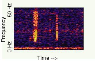 The Bloop recording: document