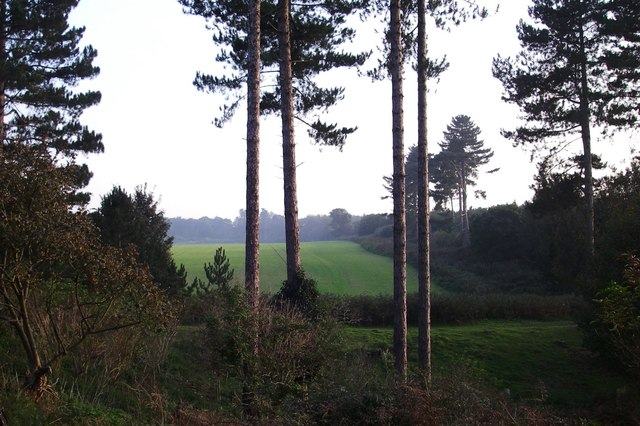 The three depressions and the marked trees at the landing site: photo