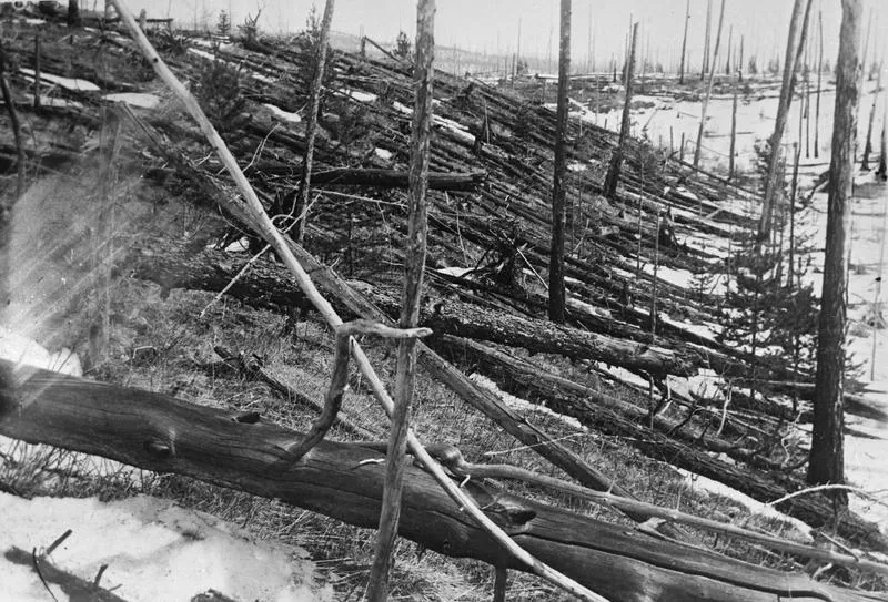 Kulik expedition photographs of the fallen forest (1927–1938)