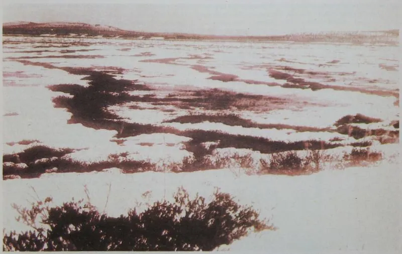 Kulik expedition photographs of the fallen forest (1927–1938): picture